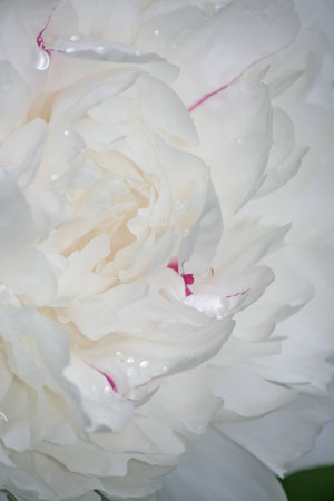 Beautiful white peony with water drops and red highlights. Floral backgroundの写真素材