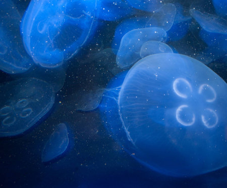 Blue moon jelly fish at New England Aquarium in Boston
