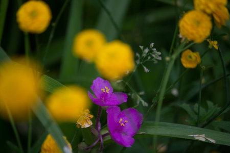Colorful Purple Flowers with Blurred Background of Yellow Flowersの写真素材