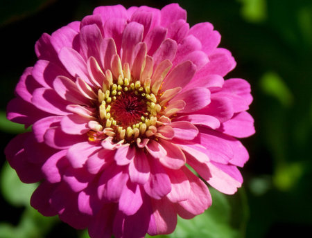 Beautiful Pink Flowerの写真素材
