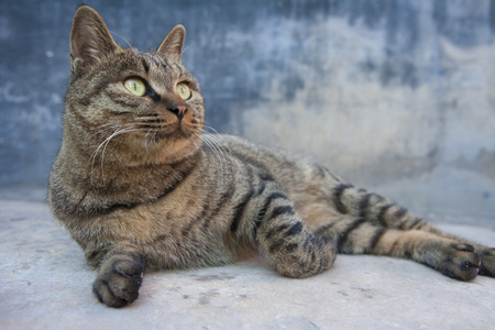 Close up to a stray catの写真素材