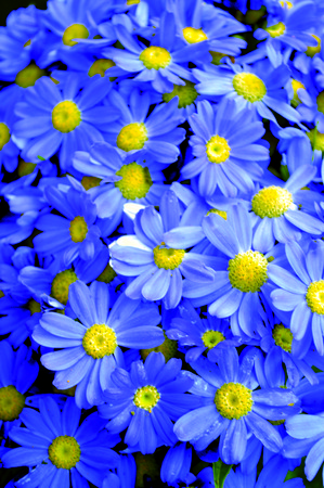 Gardenの写真素材
