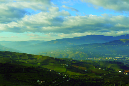 Douro wineyardの写真素材