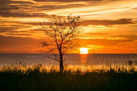 paradise on earth / tree in golden landの写真素材