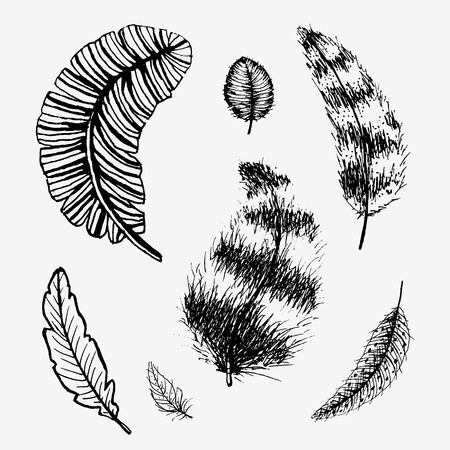 Hand drawn feathers set. Hand sketched vector illustration, isolated on whiteのイラスト素材