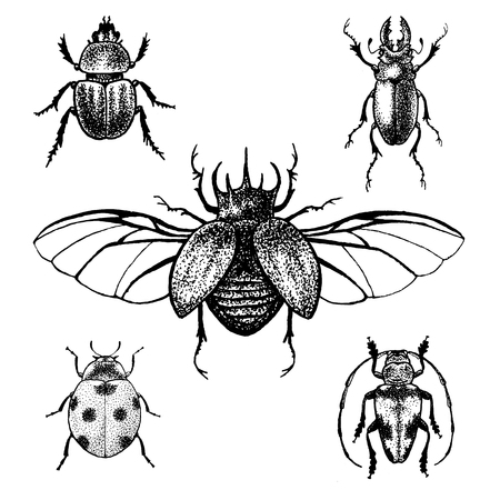 Hand drawn beetles set.  Black and white insects for design, icons, logo or print. Great illustration for Halloween.のイラスト素材