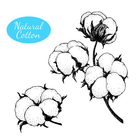 Vector set of hand drawn cotton plant. Branch with flowers.のイラスト素材