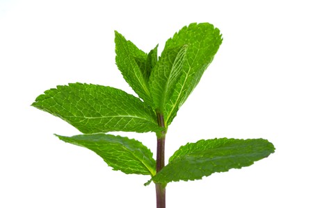 Fresh green mint isolated on white background