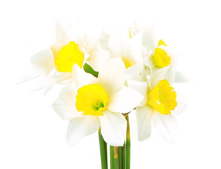 White narcissus isolated on white backgroundの写真素材