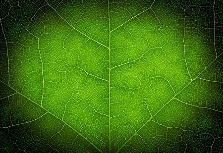 Heart shape on a green leaf texture