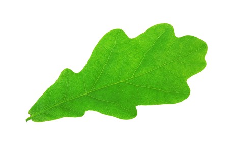 Green oak leaf isolated on white backgroundの写真素材