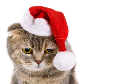 Cute gray cat in Santa Claus hat isolated on white backgroundの写真素材