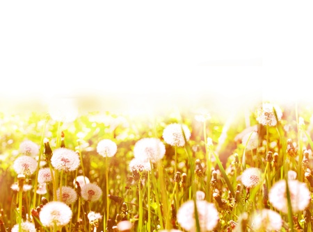 White dandelions on sunny spring meadow
