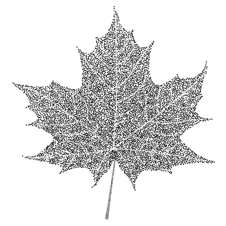 Black and white maple leaf on white background.のイラスト素材