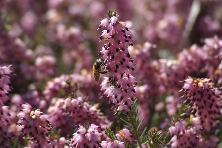 Bee on the Heather                   の写真素材