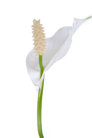 Flowerの写真素材