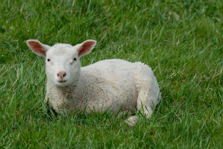 Lambの写真素材