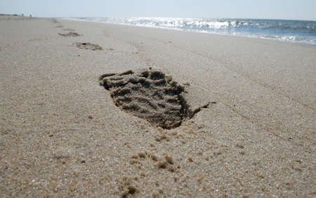Prints on the beachの写真素材