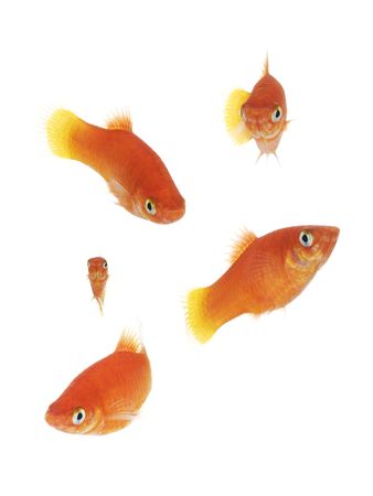 Isolated goldfishes.の写真素材