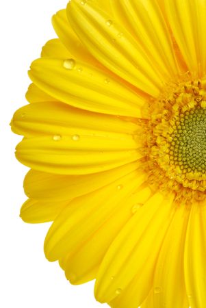 Yellow gerbera (daisy). Picture was made in a studio.の写真素材