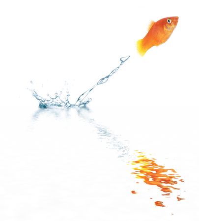 Goldfish is jumping. Picture was made in a  studio.の写真素材