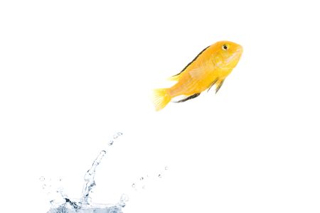 Yellow fish is jumping out of the water. Full isolated studio pictureの写真素材