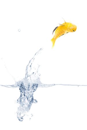 Yellow fish is jumping out of the water. Full isolated studio pictureの写真素材
