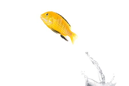 青魚の写真 イラスト素材一覧 252 306件 ストックフォトのamanaimages Plus