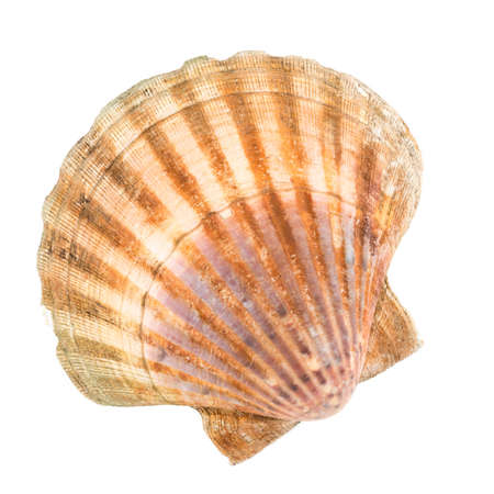 Clam in front of white backgroundの写真素材