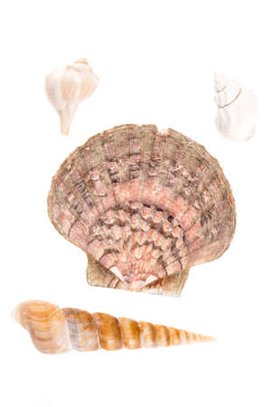 Clams in front of white background