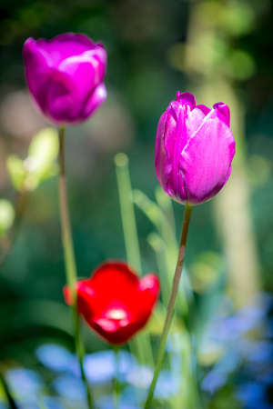 Some tulip in the gardenの写真素材