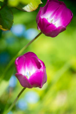 Some tulip in the gardenの写真素材