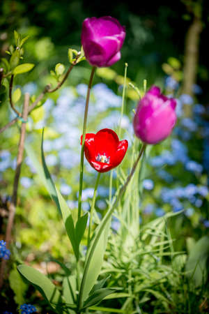 Some tulip in the gardenの写真素材