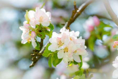 Blossom from apple treeの写真素材