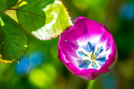 Some tulip in the gardenの写真素材
