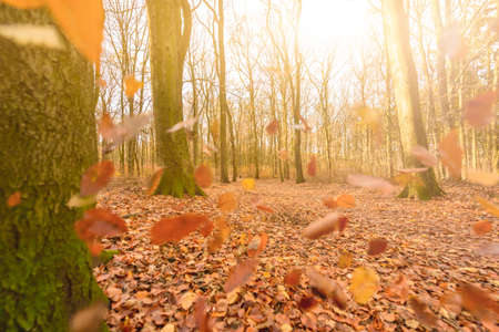 Autumn in the forest with sun in the backgroundの写真素材
