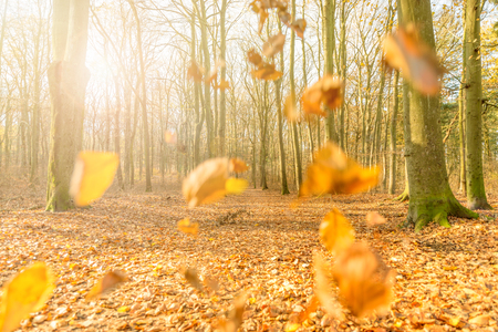 Autumn in the forest with sun in the backgroundの写真素材