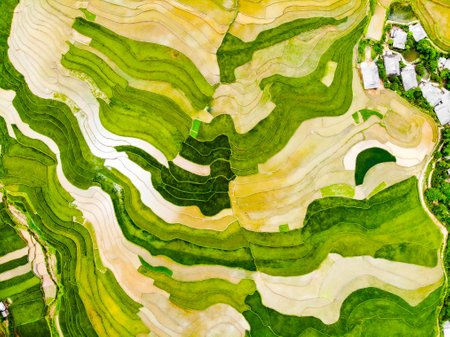 Nice rice paddy with water in Mu Cang Chai nothern Vietnam