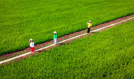 Nice colorful flower blossom in Mekong Delta Vietnamの写真素材