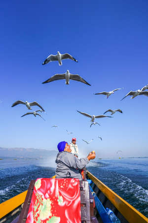 Seagull flying in Inle lake Myanmarの写真素材
