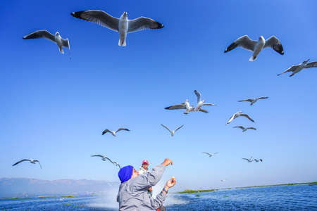 Seagull flying in Inle lake Myanmarの写真素材