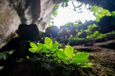 Nice fern in the cave Moc Chau province Vietnamの写真素材