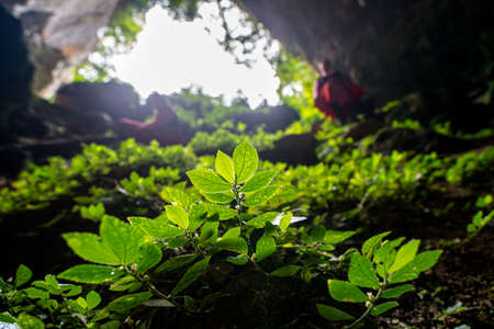 Nice fern in the cave Moc Chau province Vietnamの写真素材
