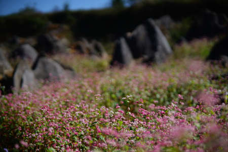 Flower blossom in the spring in Moc Chau province northern Vietnamの写真素材
