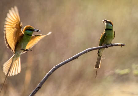 Bee-eater in the park Saigon city Vietnam