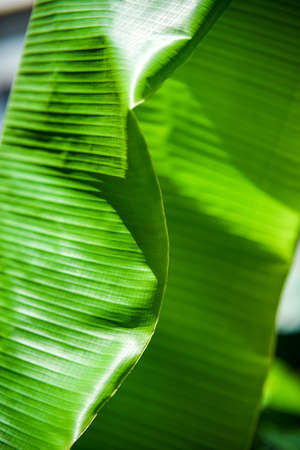 Banana leaf in the garden southern Vietnamの写真素材