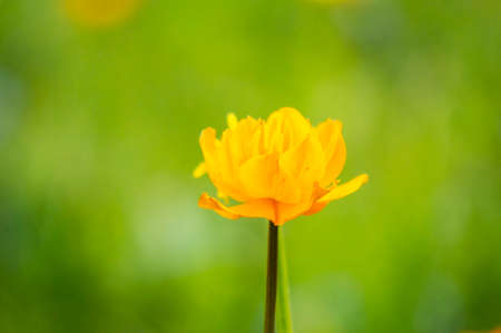 Nice meadow grass with flower in Mongoliaの写真素材