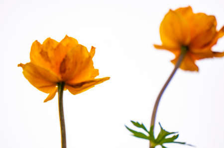 Nice meadow grass with flower in Mongoliaの写真素材