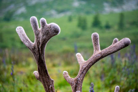 Nice meadow grass with cattle in Mongoliaの写真素材
