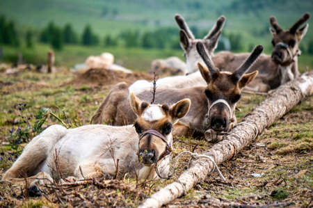 Nice meadow grass with cattle in Mongolia